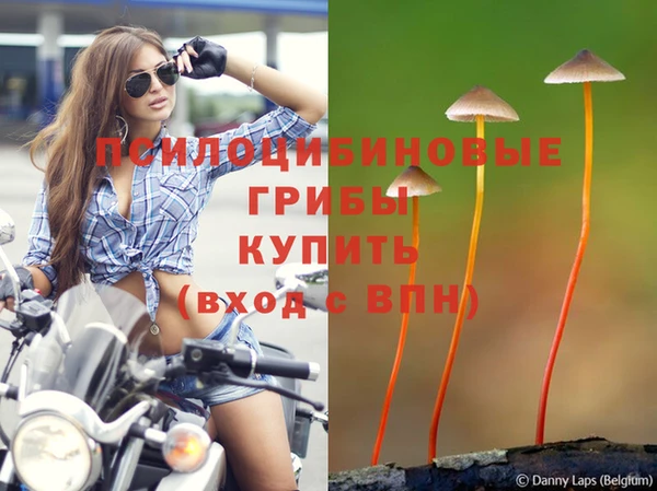 прущие грибы Балабаново