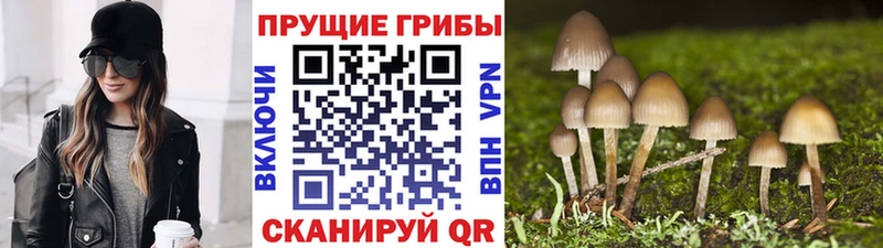 купить   Вятские Поляны  Псилоцибиновые грибы прущие грибы 